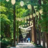 Chuncheon, Metasequoia Lane in Nami Island